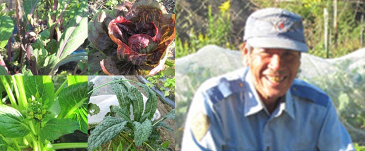 秋の無農薬野菜(コウサイタイ、赤チコリ、オータムポエム、黒キャベツ)