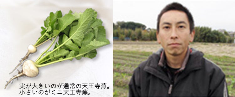ミニ天王寺蕪
