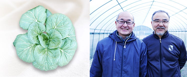 大和の伝統野菜 下北春(しもきたはる)まな