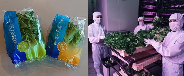 植物工場が叶える、安心・安全なおいしさ。「HANSHIN清らか野菜」