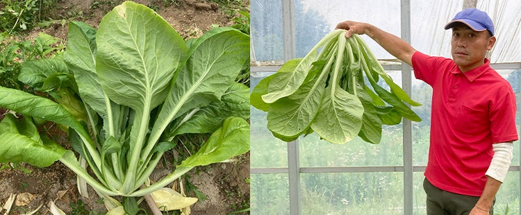 大阪食文化の未来を拓く。
新しいなにわの伝統野菜。
「大阪黒菜」